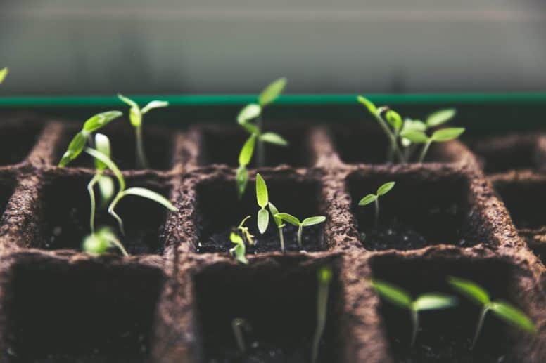 Plants sprouting